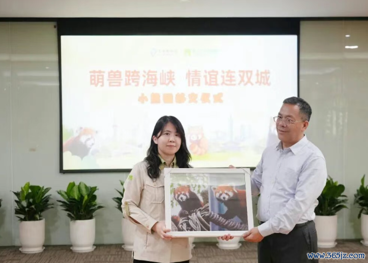 5日，在上海动物园举行的小熊猫布置典礼上，上海园合标准向台北市立动物园布置了小熊猫的饲养汉典与影像记载，两边还互赠了挂念礼品。（沪台通微信公众号）
