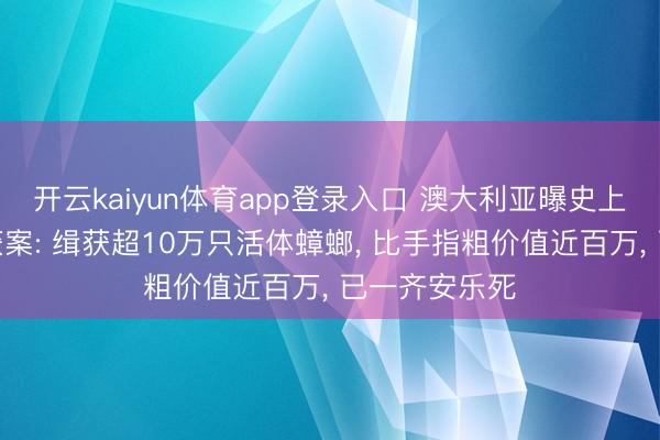 开云kaiyun体育app登录入口 澳大利亚曝史上最大蟑螂缉获案: 缉获超10万只活体蟑螂， 比手指粗价值近百万， 已一齐安乐死